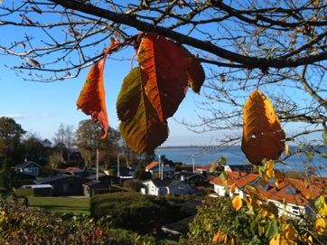 GRØNNINGEN - LYSTRUP STRAND, EFTERÅR 2019